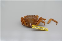 藏品(拉氏清溪蟹)的圖片